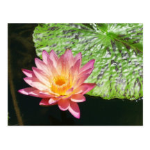Pink Water Lily in a pond Postcard