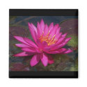 Pink Water Lily magnets by ARKADAS Pink Water Lily magnets