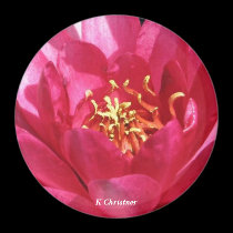 Pink Water Lily Magnet by Rajee1 Pink Water Lily Magnet