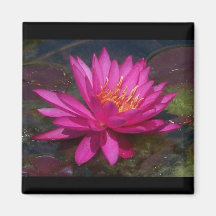 Pink Water Lily Magnets