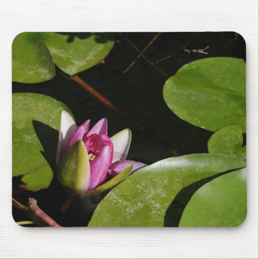 Pink water lily mouse pads
