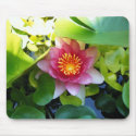 Pink Water Lily mousepads