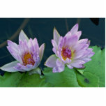 Pink water lily pair acrylic cut out