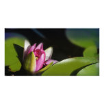 Pink water lily personalized photo card