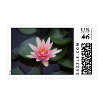 Pink Water Lily Postage postage