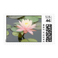 Pink Water Lily Postage stamp