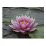 Pink Water Lily Postcard