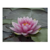Pink Water Lily Postcard