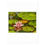 Pink Water Lily Postcards