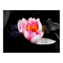 Pink Water Lily posters