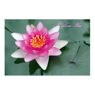 water lily poster