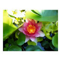 Pink Water Lily posters