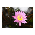 Pink Water Lily Poster posters
