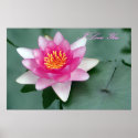Pink Water Lily Poster
