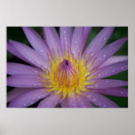 Pink Water Lily Print