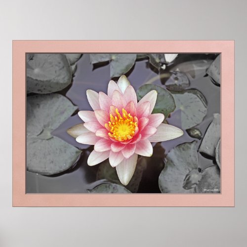 Pink Water Lily w/B&W Background Poster print