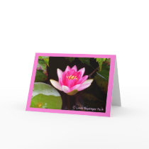 Pink Waterlily 4 cards