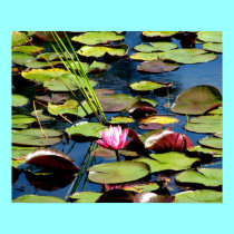 " Pink Waterlily at Reinstein Woods " Poster posters by Artists4God " Pink Waterlily at Reinstein Woods " Poster posters