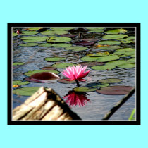 " Pink Waterlily at Reinstein Woods " Print by Artists4God " Pink Waterlily at Reinstein Woods " Print