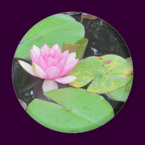 PINK WATERLILY by SHARON SHARPE magnets