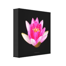 Pink Waterlily canvas Canvas Print