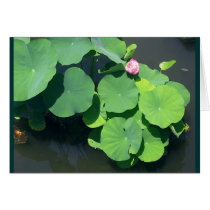 Pink Waterlily cards by LouWeez Pink Waterlily cards