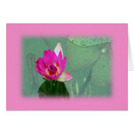 pink waterlily in pink frame. card
