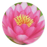 lily, water lily, lilies, waterlilies, waterlily,