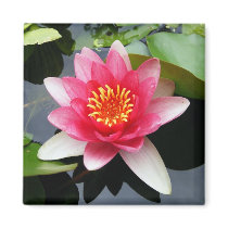 Pink Waterlily magnets by princessklb07 Pink Waterlily magnets