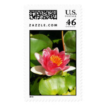 Pink Waterlily postage by princessklb07 Pink Waterlily postage