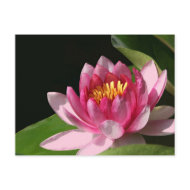 Pink Waterlily Postcard postcard