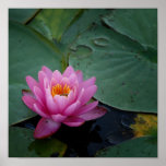 Pink Waterlily Posters