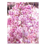 Pink Weeping Willow Tree Postcard