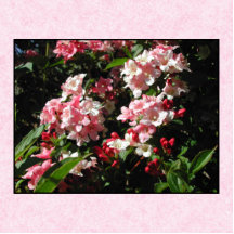 Pink Weigela Flowers. On pink. Acrylic Cut Out