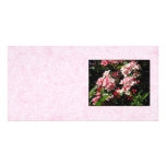 Pink Weigela Flowers. On pink. Photo Card