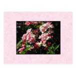 Pink Weigela Flowers. On pink. Postcards