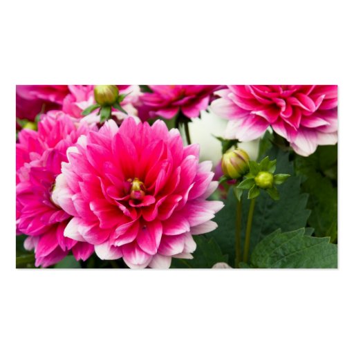 Pink & White Dahlia Business Card (back side)