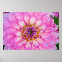 Pink & White Dahlia Poster