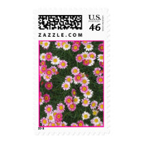 Pink White Daisies Flowers Postage Stamps