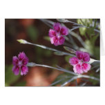 Pink & White Dianthus Cards