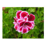 pink white flower postcards