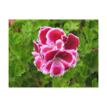 pink white flower postcards