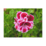 pink white flower
