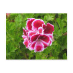 pink white flower post cards