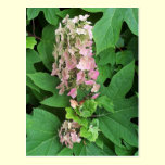 Pink-white Hydrangea postcard postcards