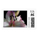 Pink & White Lily postage by BrideLiz2006 Pink & White Lily postage