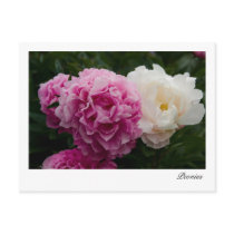 Pink & White Peonies | Rosa & Weiße Pfingstrosen Postcards
