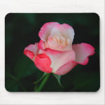 white, pink, rose, flower, roses, fragrance, bush,