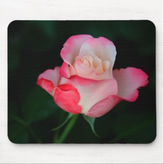 pink-white rose