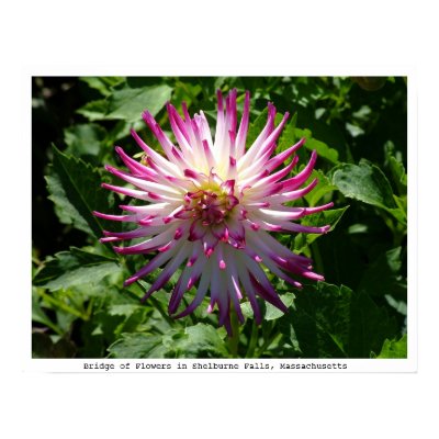 Pink-White Spikey Flower on the Bridge of Flowers Print